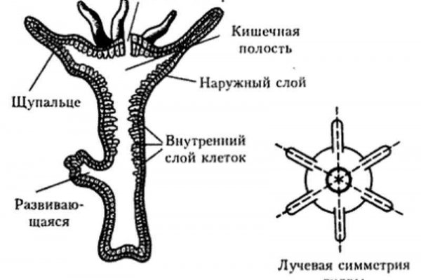 Kraken13 at сайт